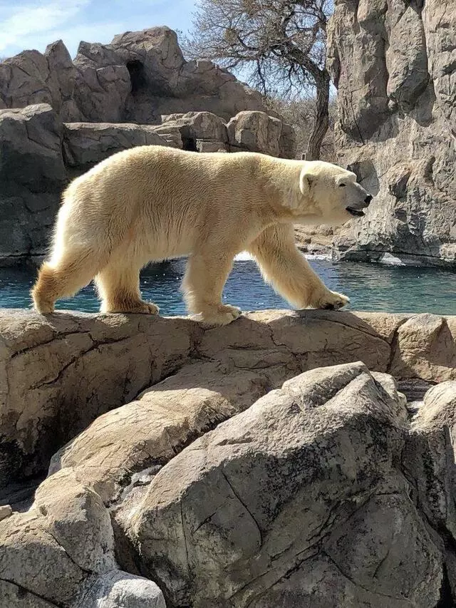 ABQ BioPark Zoo