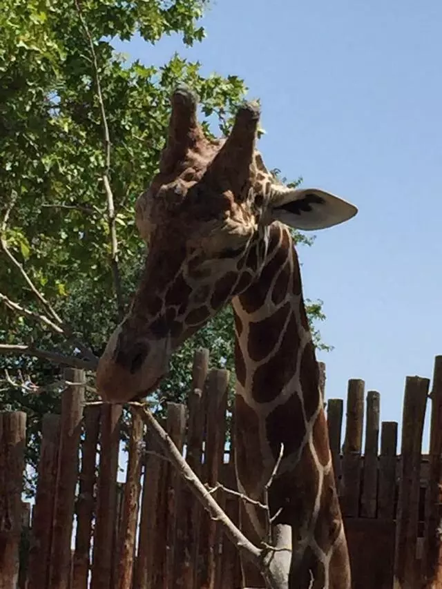 ABQ BioPark Zoo