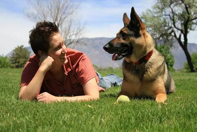 Arie’s Dogland