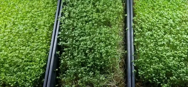 Neidecker Farms