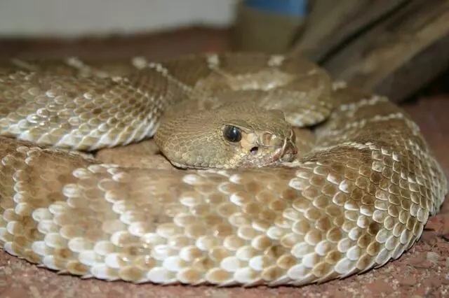 American International Rattlesnake Museum