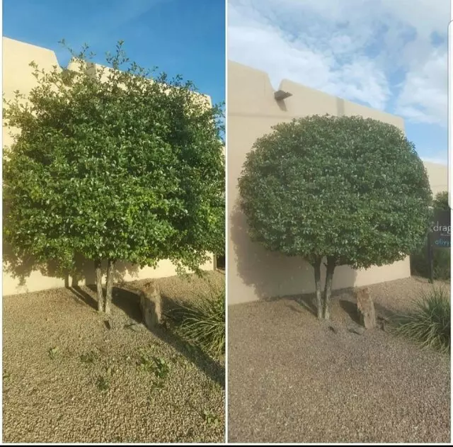 Affordable Landscape Maintenance