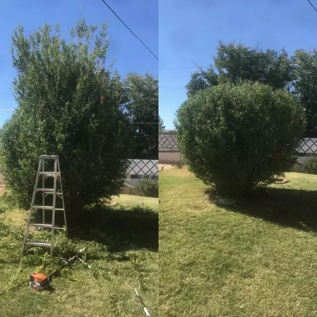 Affordable Landscape Maintenance