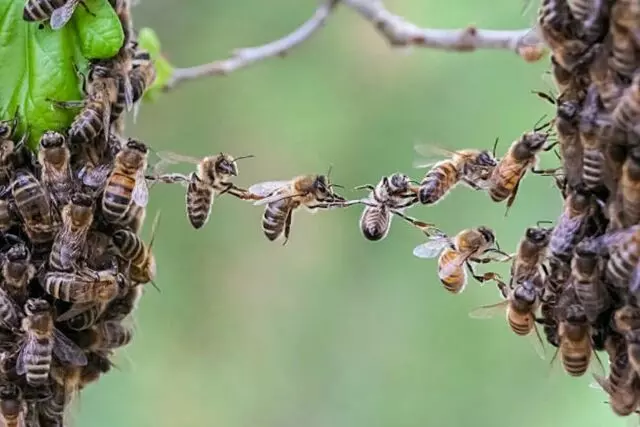 Eco Pest and Bee Solutions