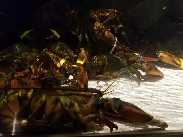 Red Lobster