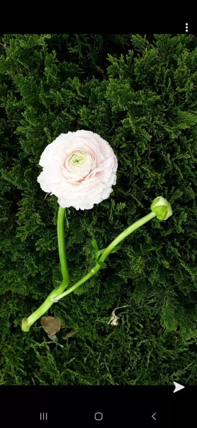Elite Flower