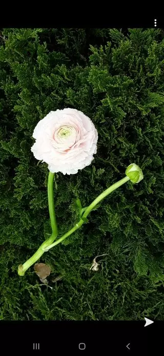 Elite Flower