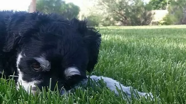 ABQ Poop Patrol