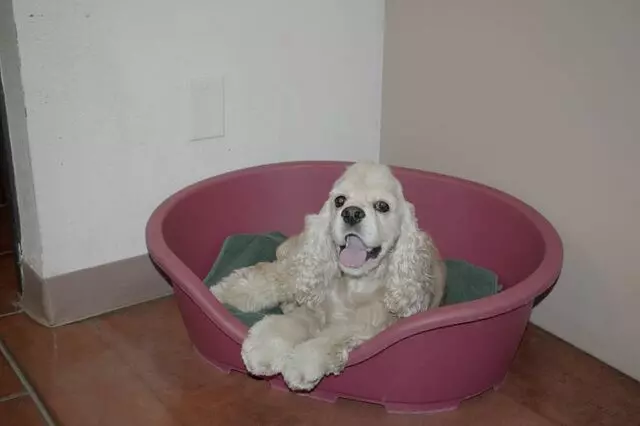 Academy Boarding Kennels & Grooming Salon
