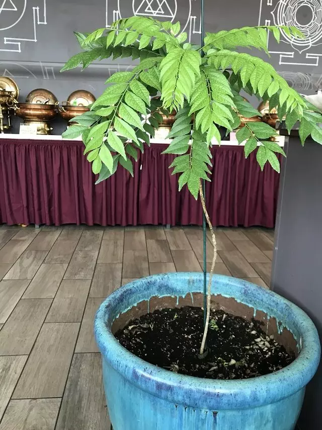 Curry Leaf