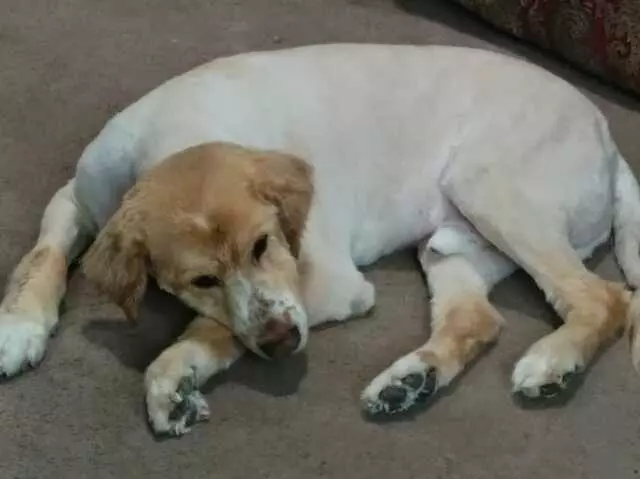 All Paws