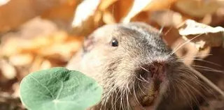 Gopher Guys